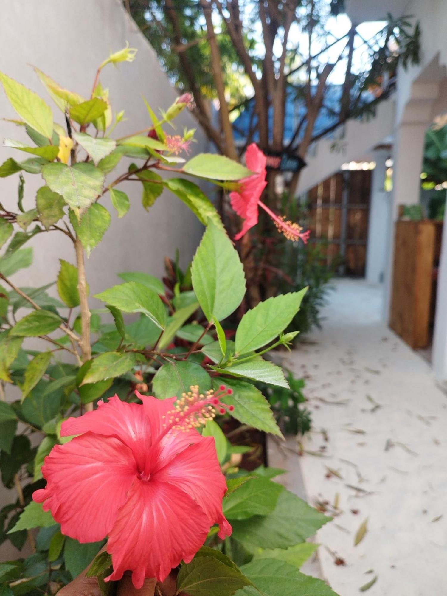 Pamoja Beach Stays Hotel In Jambiani Jambiani  Zewnętrze zdjęcie